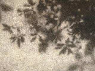 Shadow of tree leaves on grunge cement wall texture and background.