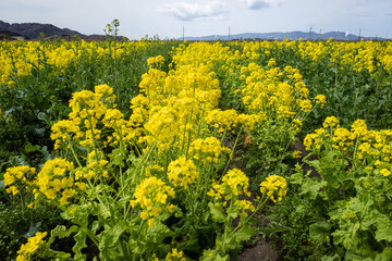 日本の岡山県笠岡市神島の美しい菜の花畑