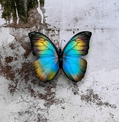 Naklejka na ściany i meble Beautiful Butterfly On Wall