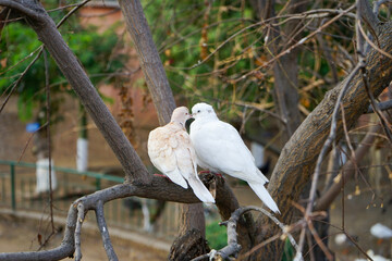 Pair of dove perched on a branch