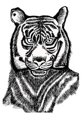 Tiger vector illustration . Wild cat in doodle style on a white background . The black outline of the animal . Blank for logo, printing, design .