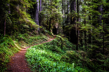 Hiking Trail in Redwoods National Park, California