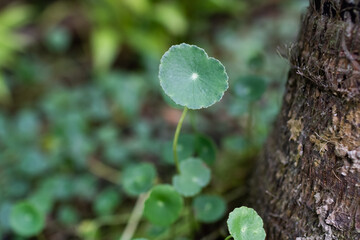 whorled pennywort on Lemna gibba