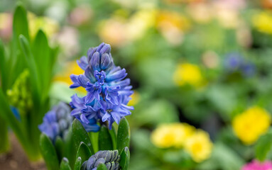 Blue hyacinth, Hyacinthus. large hyacinth inflorescence on blurry background of greenery and other flowers