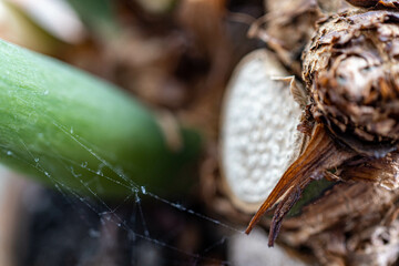 Obraz premium spider on a web