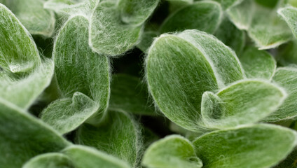 close up of white velvet. plant