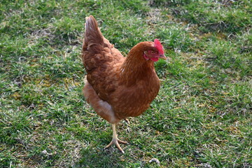 chicken in the grass