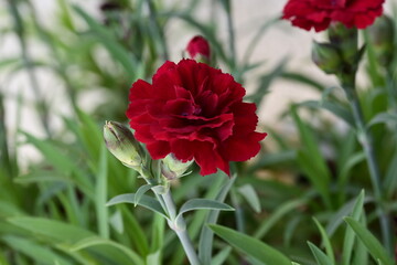 red poppy flower