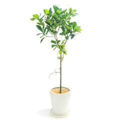 観葉植物、クルシア・ロゼアの鉢植え【白背景】