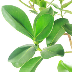 観葉植物、クルシア・ロゼアの葉【白背景】