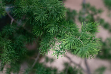 close up of green leaves