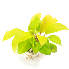 観葉植物、フィロデンドロン・マレービューティーの葉【白背景】 © Shigeyasu Urayama