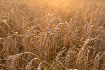 ripe wheat, in sunny evening backlight, close-up, selective focus