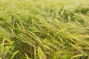 green plants of unripe rye or wheat, close-up, selective focus