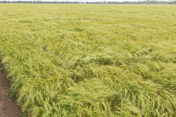 agricultural land with green rye or wheat plants, general view