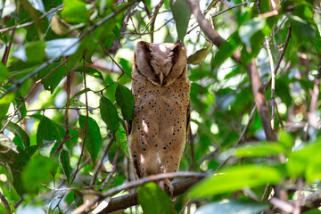 Sri Lanka Bay Owl perched on a branch in Sinharaja Rain Forest in Sri Lanka