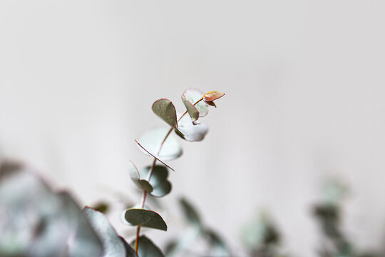 Close up shot of wattle leaves