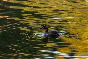 Little Grebe is swimming in the pond