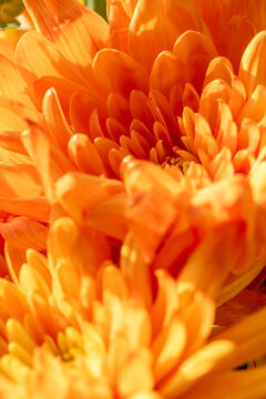 Yellow, and orange Aster flowers starting to bloom. © Rob Thorley