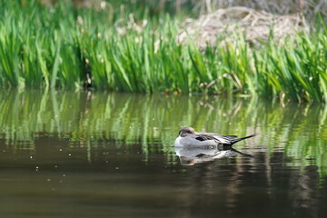 northern pintail in the pond