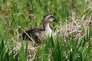 eurasian spot billed duck in the grass field