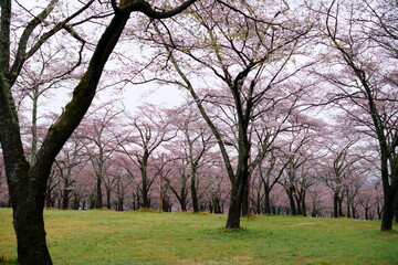 Fototapeta premium It's getting warmer and warmer with every rain