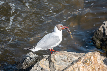 The black-headed gull stands on the river bank with a fish in its beak