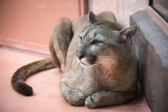 Puma in a zoo