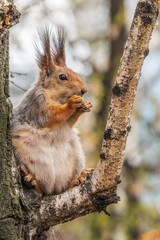 The squirrel with nut sits on a branches in the spring or summer.
