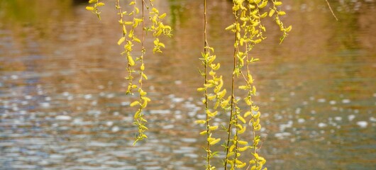 잔잔한 물 위로 드리워진 수양버들 가지