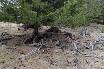 Forest in the Kurai steppe. Gorny Altai, Kosh-Agachsky district, Russia