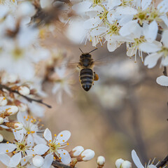 Eine fliegende Biene zwischen weißen Blüten!