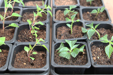 Propagation of plants by cuttings. Balsam Walterra. Impatiens. Roots. Rooting. seedlings.