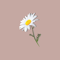 Camomile on a pink background. Chamomile flowers with green leaves. Vector floral illustration of daisy in cartoon simple flat style.