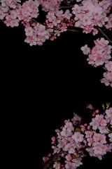 桜の花　夜桜　夜空　