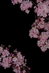 Fototapeta na wymiar 桜の花　夜桜　夜空　
