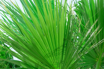 Bright green palm leaves close up. Nature beauty, summer concept. Jungle inspired background