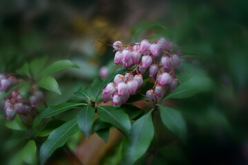 春の可愛いベル状の花を咲かせるアゼビ