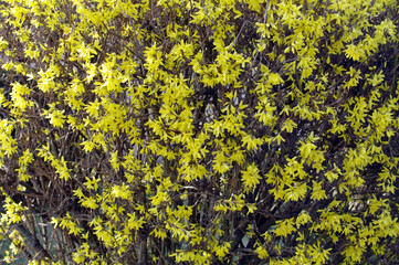 Forsythia, Forsythia, Blossoms, Detail, Background