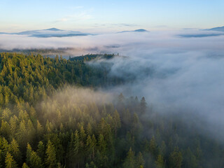 Foggy summer morning in the Ukrainian Carpathians. Aerial drone view.