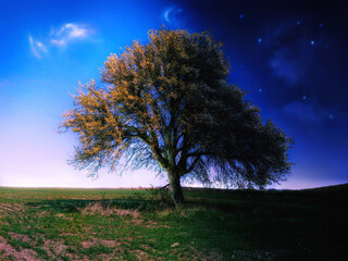 Fairytale lonely tree in a green field on a background of blue sky and stars. Magical nature, fantasy landscape. 