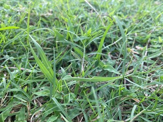 Close up shoots of green grass in the backyard taken during the day