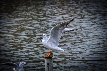 Bird spreading the wing