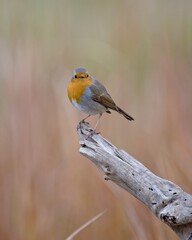 Fluffy and adorable european robin perched on a tree and looking direct to the camera with an out of focus background 