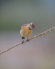 Adorable female of common stonechat perched on a tree with an out of focus background looking to the camera