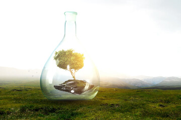 Tree growing inside clear glass bottle