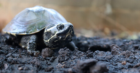 Cute portrait of baby tortoise black, Natural Habitat. Asian turtle conservation concept.