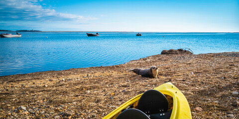 Seascape with a baby seal sea animal sunbathing on the beach next to the yellow kayak on Cape Cod,...