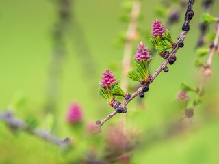 Larch tree fresh pink cones blossom at spring on nature background