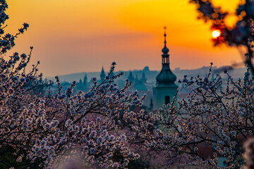 Blooming sakura gardens at sunrise in Prague.